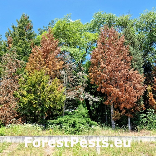 Krasoň borievkov&yacute;