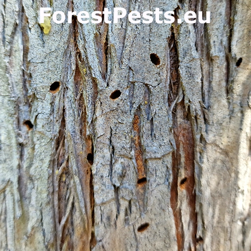 Krasoň borievkov&yacute;