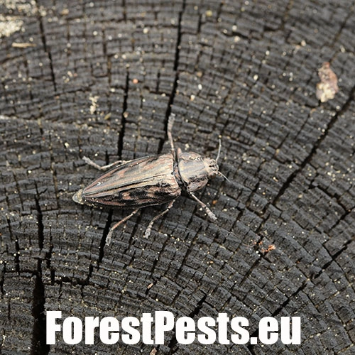 Krasoň borovicov&yacute;