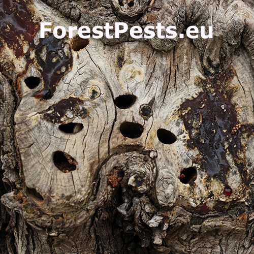 Krasoň Buprestis cupressi