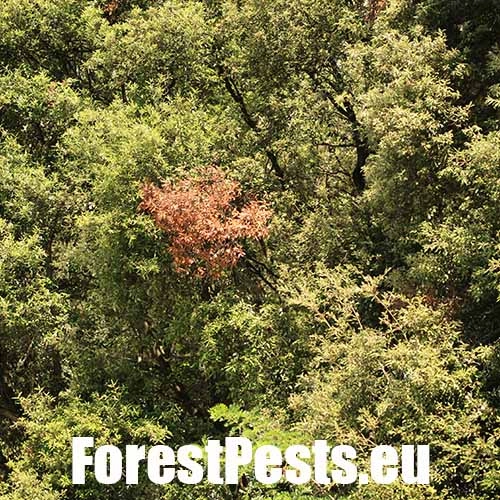 Krasoň Coraebus florentinus