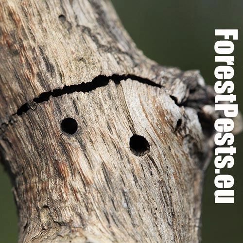 Krasoň Coraebus florentinus