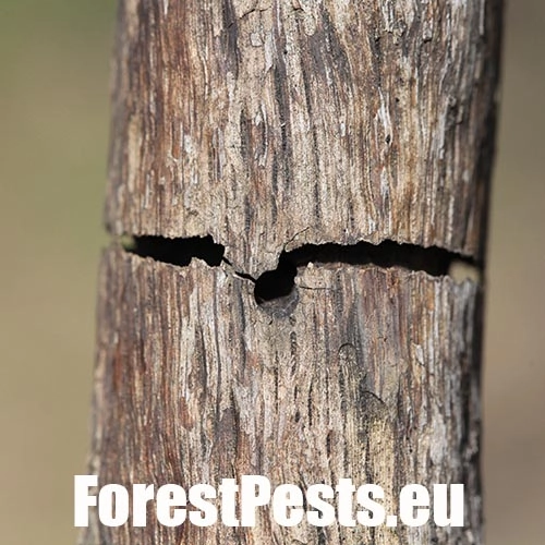 Krasoň Coraebus florentinus