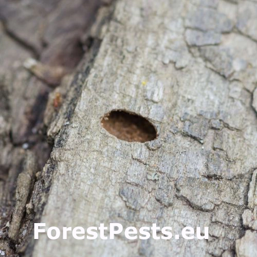 Krasoň lipov&yacute;