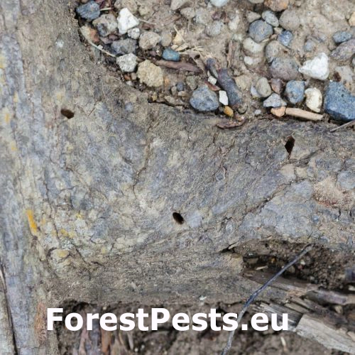 Krasoň lipov&yacute;