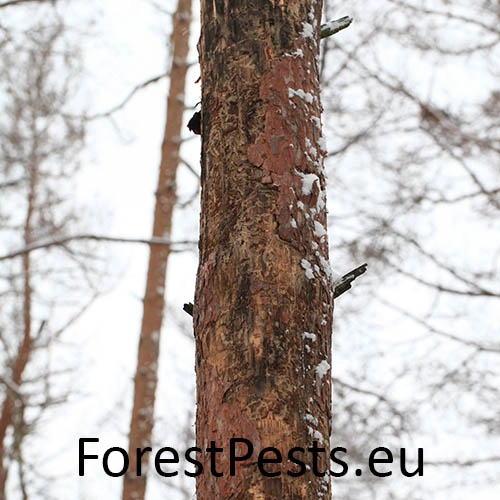 Krasoň modr&yacute;