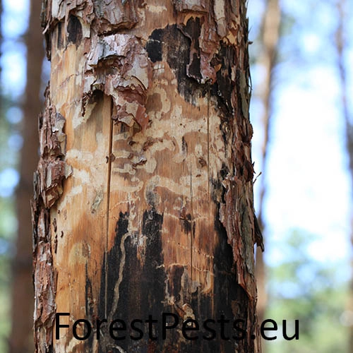 Krasoň modr&yacute;