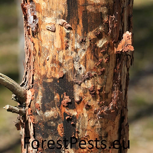 Krasoň modr&yacute;