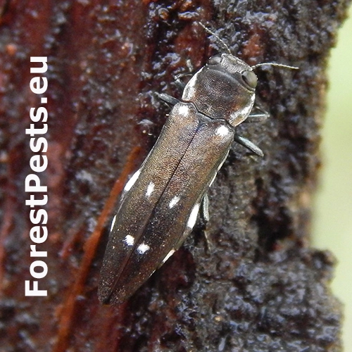 Krasoň topoľov&yacute;