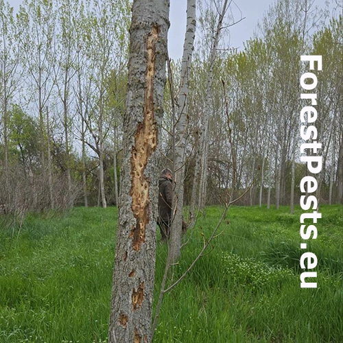 Krasoň Trachypteris picta