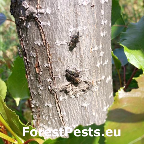 Krasoň Trachypteris picta