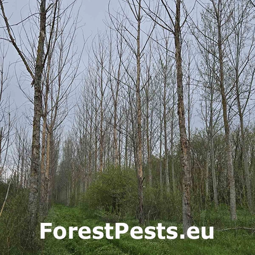 Krasoň Trachypteris picta