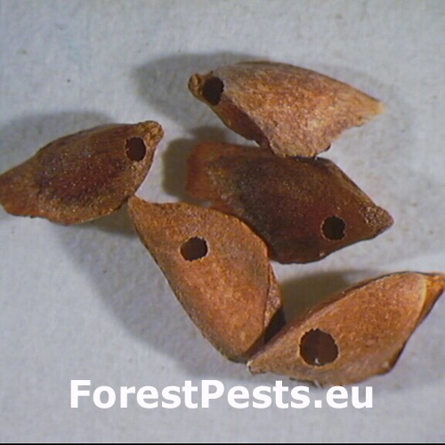 Krasuľka duglaskov&aacute;