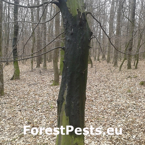 Kr&uacute;žkovanie stromov - ďateľ