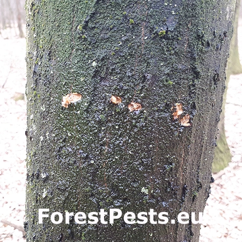 Kr&uacute;žkovanie stromov - ďateľ