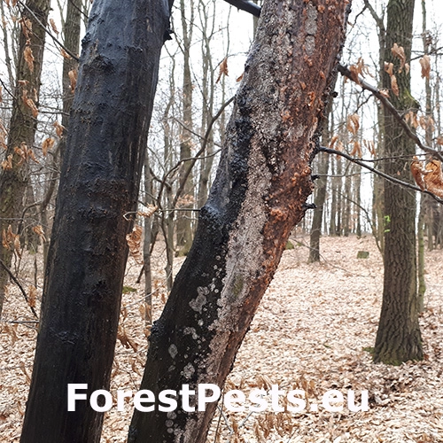 Kr&uacute;žkovanie stromov - ďateľ