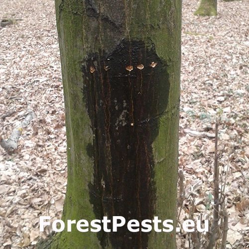 Kr&uacute;žkovanie stromov - ďateľ