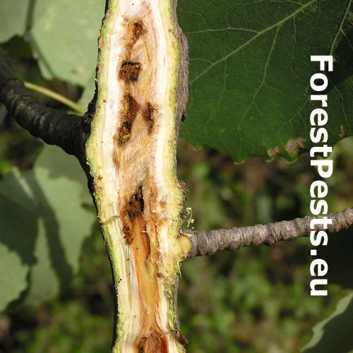 Krytonos jel&scaron;ov&yacute;