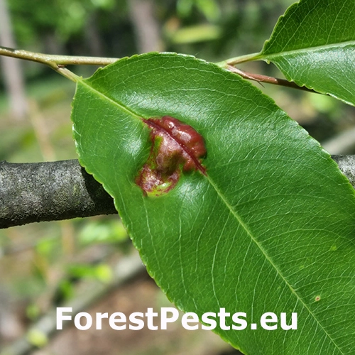 Kučeravosť listov čremchy