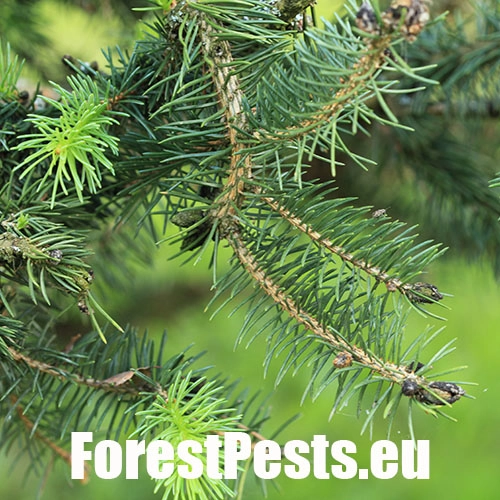 Kukurbit&aacute;ria smrekov&aacute;