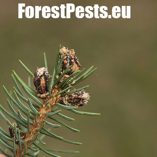 Kukurbit&aacute;ria smrekov&aacute;