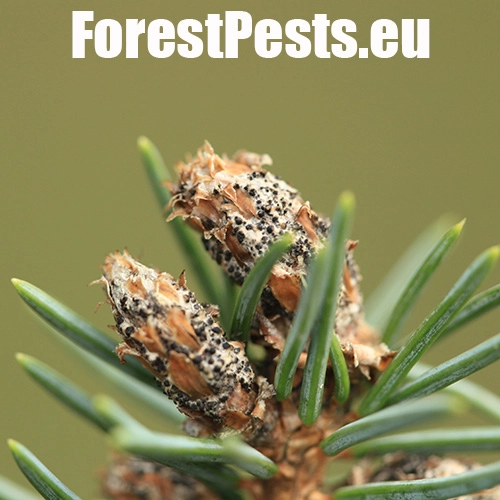 Kukurbit&aacute;ria smrekov&aacute;