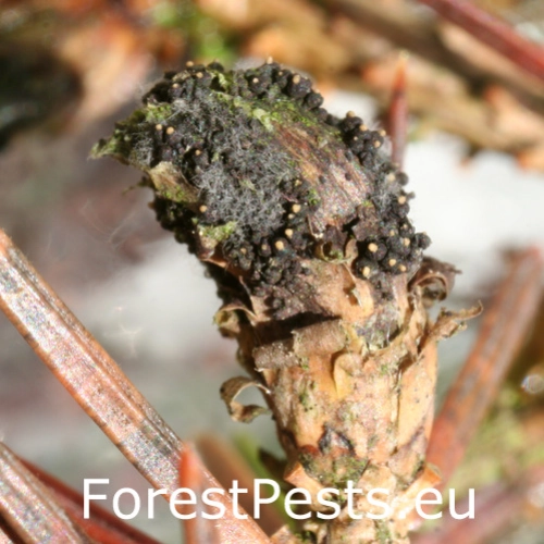 Kukurbit&aacute;ria smrekov&aacute;