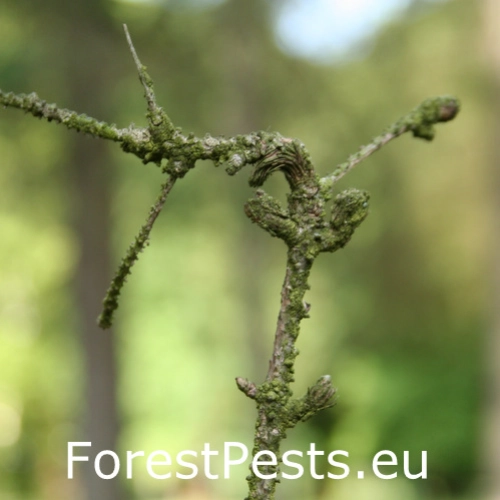 Kukurbit&aacute;ria smrekov&aacute;