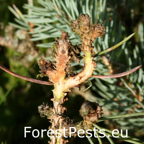 Kukurbit&aacute;ria smrekov&aacute;