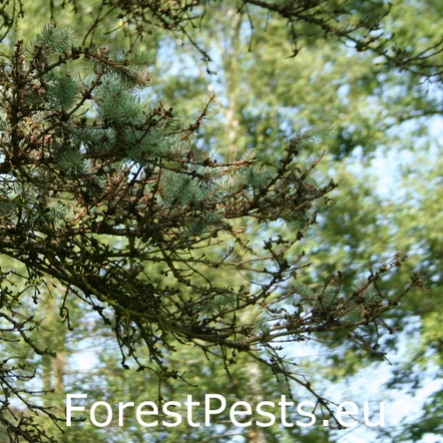 Kukurbit&aacute;ria smrekov&aacute;