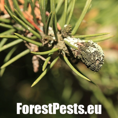 Kukurbit&aacute;ria smrekov&aacute;