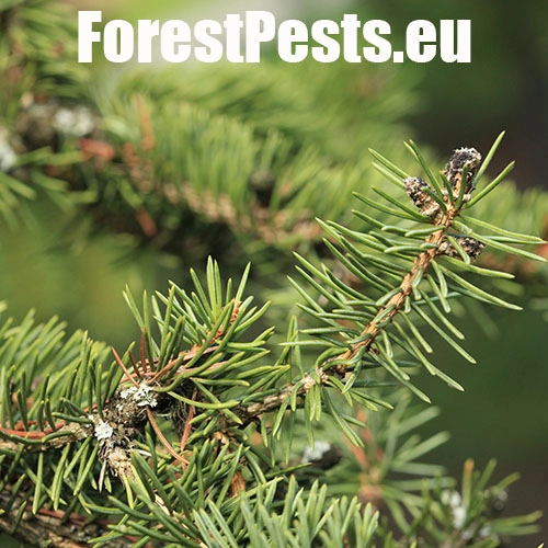 Kukurbit&aacute;ria smrekov&aacute;