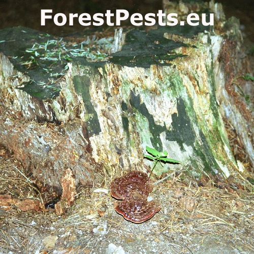 Lesklok&ocirc;rovka ihličnanov&aacute;