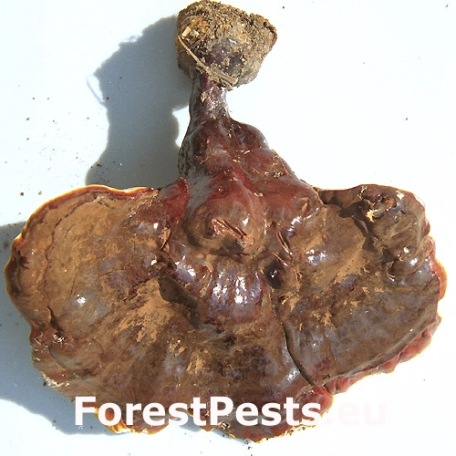 Lesklok&ocirc;rovka ihličnanov&aacute;