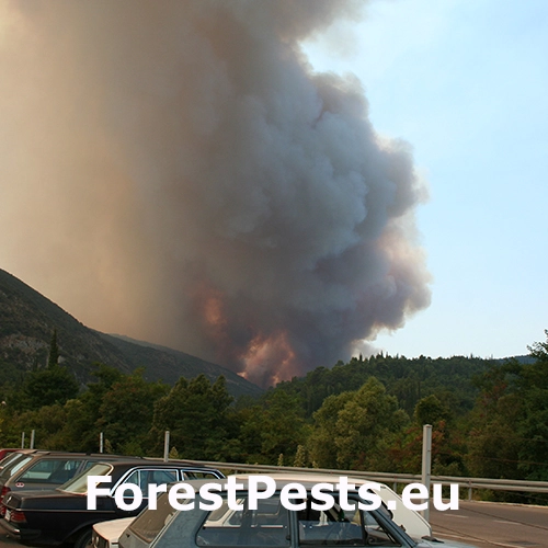 Lesn&yacute; požiar