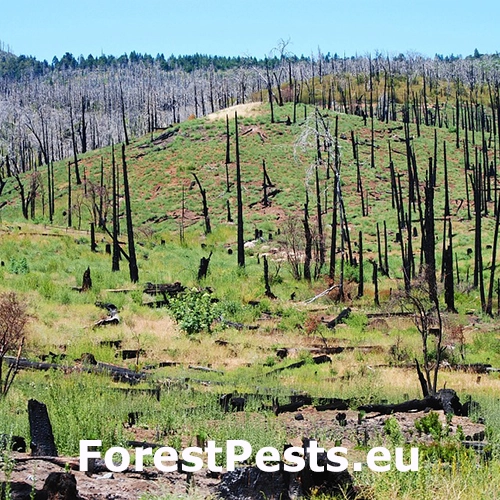Lesn&yacute; požiar