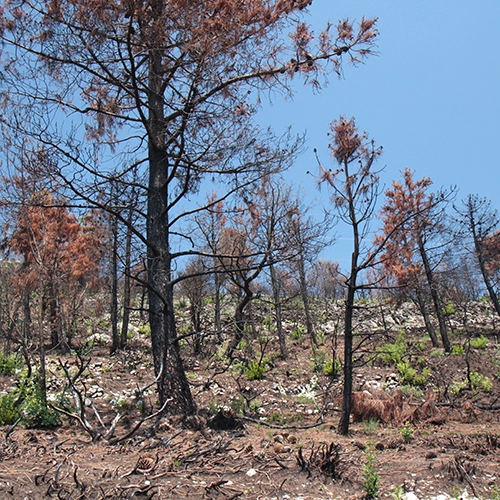 Lesn&yacute; požiar
