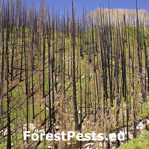 Lesn&yacute; požiar