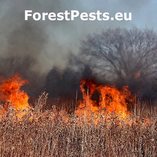 Lesn&yacute; požiar