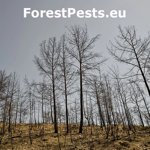 Lesn&yacute; požiar