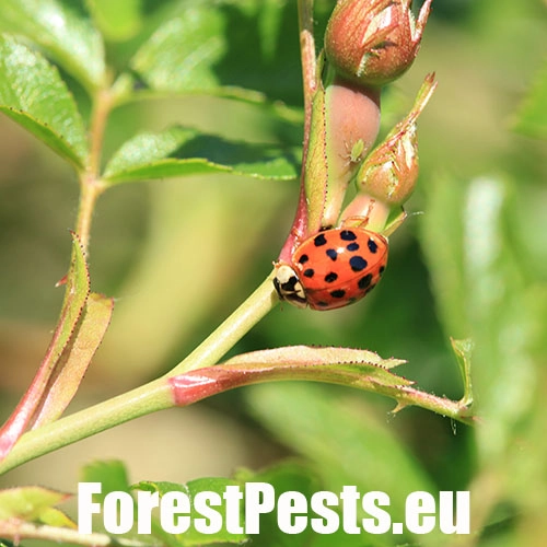 Lienka v&yacute;chodn&aacute;