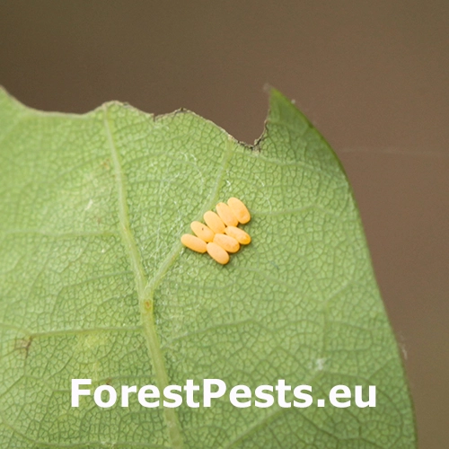 Liskavka Altica quercetorum