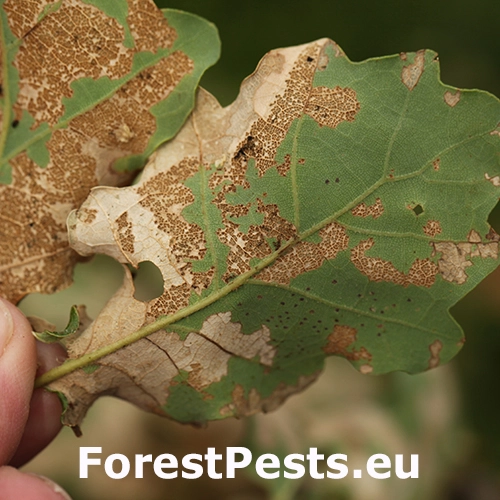 Liskavka Altica quercetorum