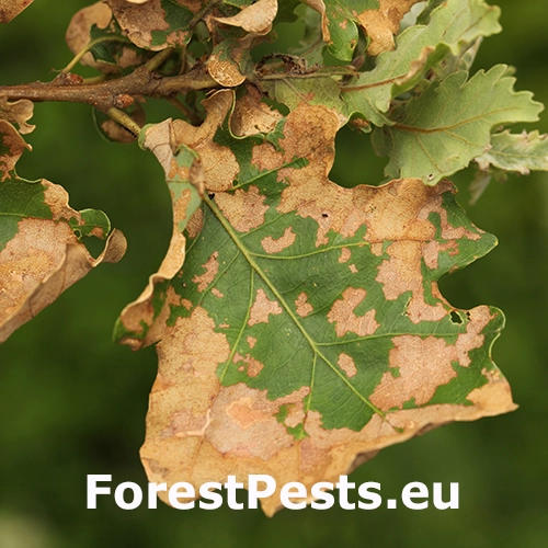 Liskavka Altica quercetorum