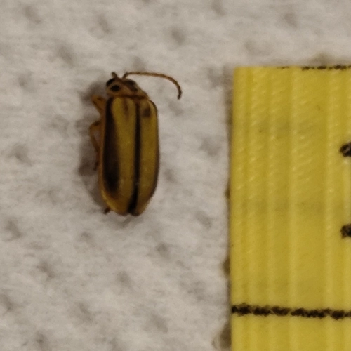 Liskavka brestov&aacute;