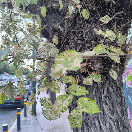 Foto: Ioannis Minagias, Aristotle University of Thessaloniki