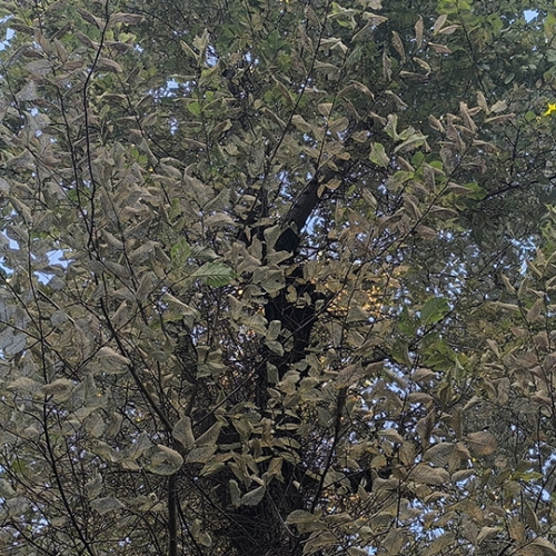 Foto: Ioannis Minagias, Aristotle University of Thessaloniki