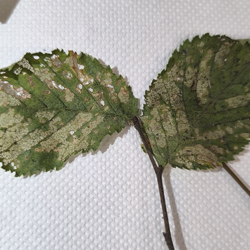 Foto: Ioannis Minagias, Aristotle University of Thessaloniki