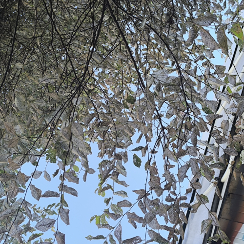 Foto: Ioannis Minagias, Aristotle University of Thessaloniki