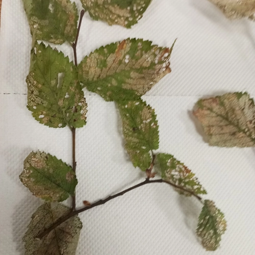 Liskavka brestov&aacute;